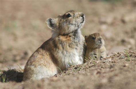 Plateau pika - Alchetron, The Free Social Encyclopedia