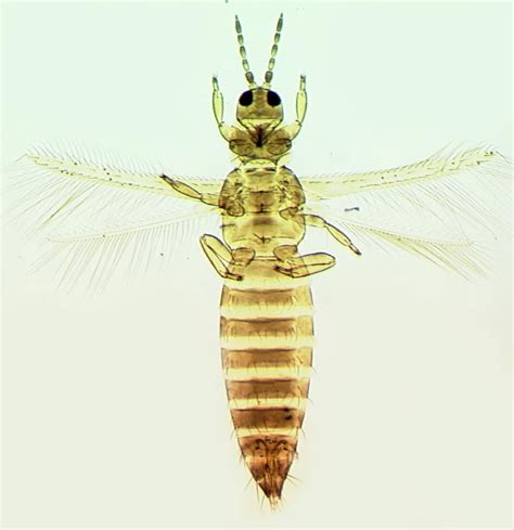 Thrips tabaci | Browse Species | Thrips of California