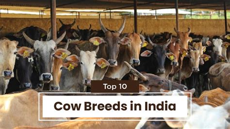 Top 10 Cow Breeds in India & Where they found