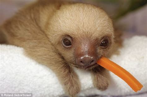 Little Titter: sloth sanctuary