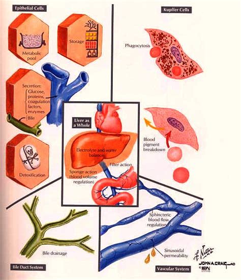 liver damage symptoms - the effects of long term stress on the liver.