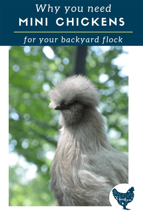 Bantam Chicken Breeds: Mini Chickens for your Backyard Flock