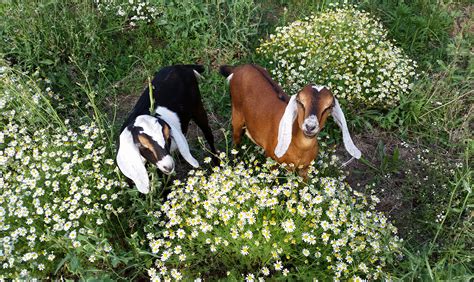 Anglo-Nubian goats « Ashland Daily Photo