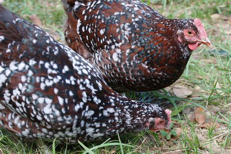 A Chicken Keeper's Blog: Chickens: Top 5 best egg-laying pure breeds