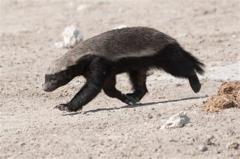 50 Wild Honey Badger Facts About The Most Fearless Animal