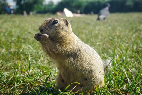 Funny Gopher Face stock photo. Image of gopher, mouth, prairie - 612532