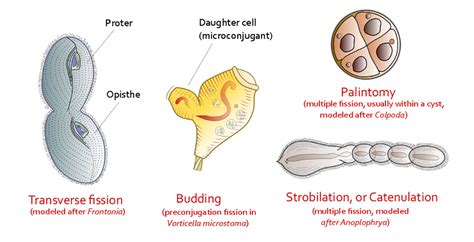 Photographing Ciliates - The Canadian Nature Photographer