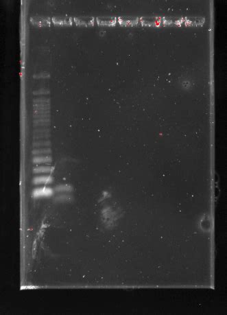 Can DNA self ligate after restriction digestion/ligation? | ResearchGate