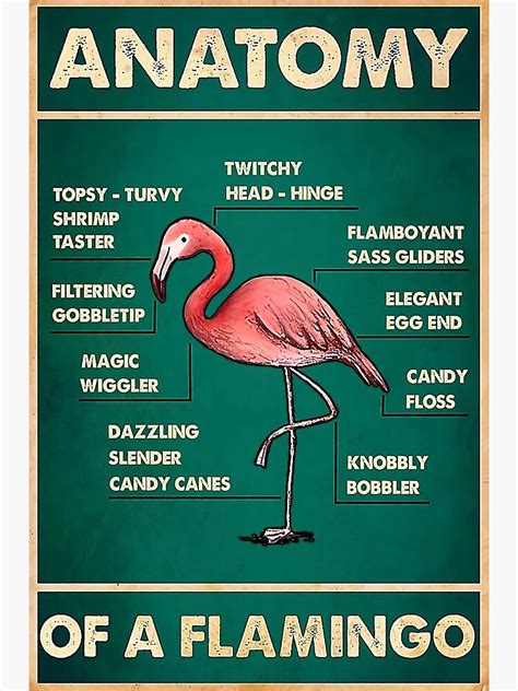 "Flamingo Anatomy" Poster by inoveva1991 | Redbubble