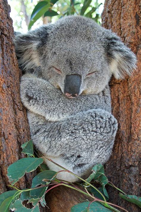 Physical Characteristics of the Koala - Australian Koala Foundation