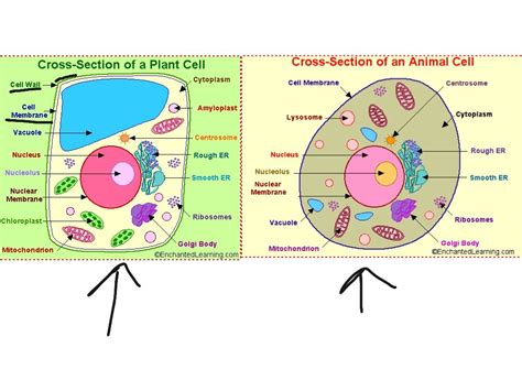 [DIAGRAM] Animal Cell And Plant Cell Diagram Labeled - MYDIAGRAM.ONLINE