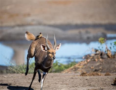 The Bushbuck: Much More Than Africa’s Bambi