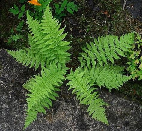 5 LADY FERNS Rhizomes Bare Root | Etsy