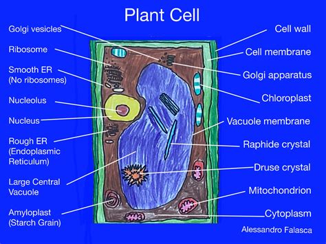 Plant and Animal Cell Project - St. Peter Catholic School - Greenville, NC