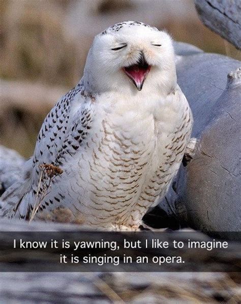 29 Funny Owl Memes That Are So Funny They're Actually a Hoot