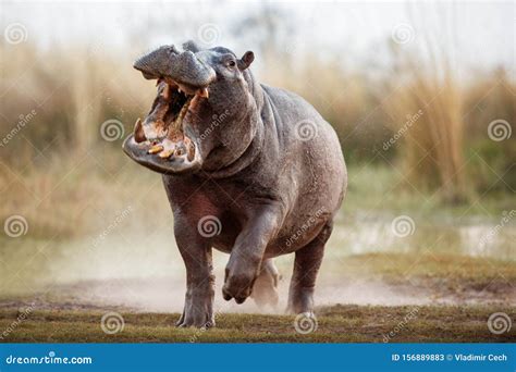 Aggressive Hippo Male in the Nature Habitat Stock Image - Image of ...