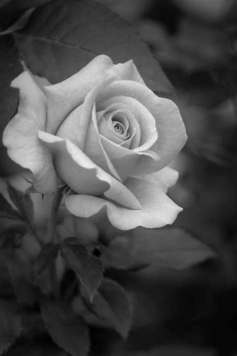 Rose Black And White Photography