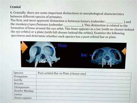 SOLVED: Cranially, there are some important distinctions in morphological characteristics ...