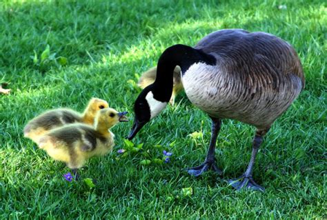 Poze : natură, iarbă, pasăre, animal, lac, animale sălbatice, reflecţie, găină, faună, lebădă ...