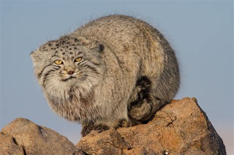 Wildlife | Steppe Wildlife | Mongolia