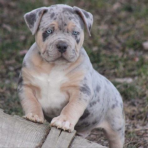 American Bully XL XXL Lilac Tri & Merle tri XL Bully puppies. | MVP ...