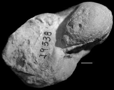 Cincinnatian Fossils and Stratigraphy