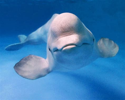 How to Draw a Beluga Whale: 10 Steps (with Pictures) - wikiHow