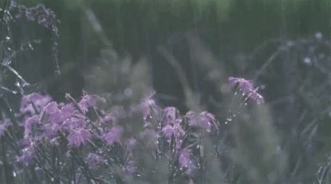 Rain Lilac GIF - Rain Lilac Meadow GIFs | Say more with Tenor