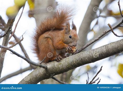 Squirrel Animal Eating Walnut Stock Photo - Image of grey, tree: 169504336