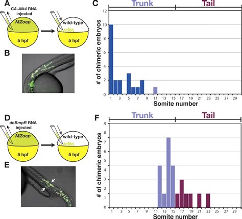 The regulation of mesodermal progenitor cell commitment to somitogenesis subdivides the ...