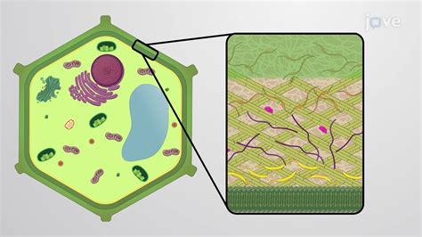 Plant Cell Wall | Cell Biology | JoVe