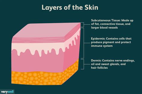 Skin Anatomy: The Layers of Skin and Their Functions