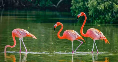 Flamingo Behavior - AnimalBehaviorCorner