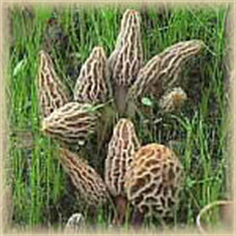 Morel Mushrooms in Michigan, Morel Mushroom Reports, Michigan Interactive™