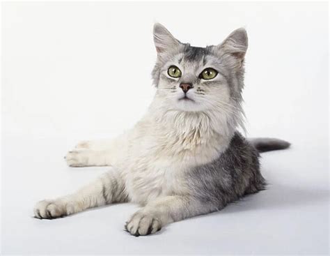 Silver Somali cat with well-spaced expressive eyes