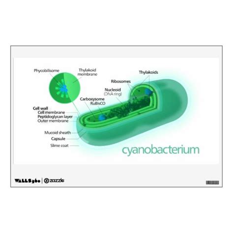 Diagram of a Typical Cyanobacteria Cell Room Decals | Zazzle