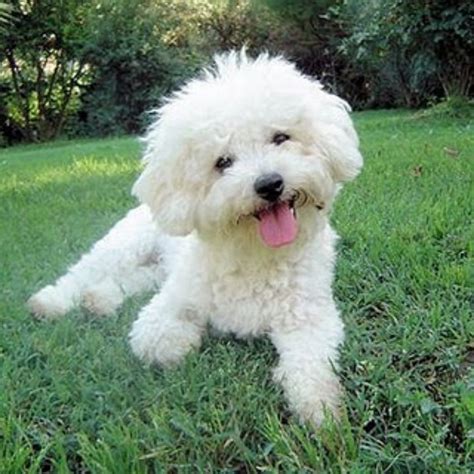 Bichon Frise Dog Breed Information, Images, Characteristics, Health