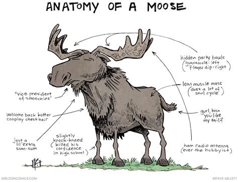 Anatomy Of A Moose - ANATOMY