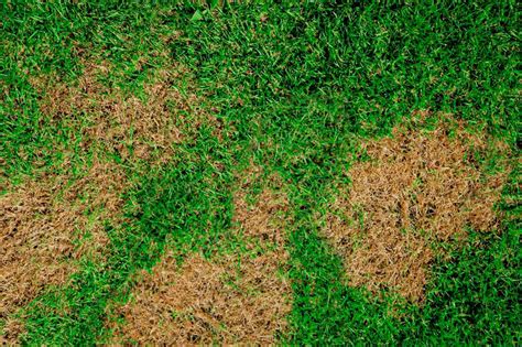 How to Treat Brown Patch Fungus in Your Lawn