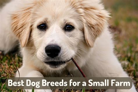 6 Best Dog Breeds for a Small Backyard Farm - PetHelpful