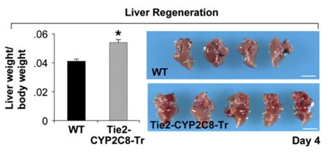 A promising new direction for organ regeneration and tissue repair | Kurzweil