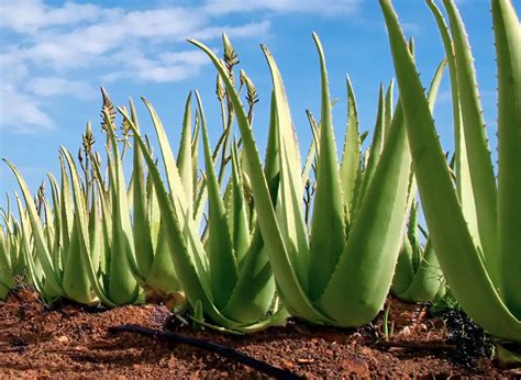 Is Aloe Vera A Cactus? (The Differences That Matter!) | Plants Heaven