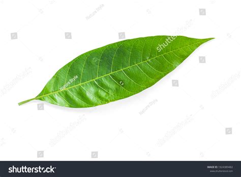 18,243 Single Mango Leaf Images, Stock Photos & Vectors | Shutterstock