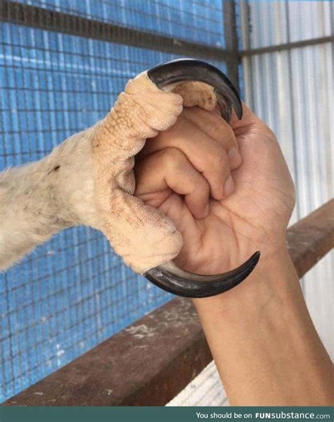 The claw of a juvenile Crowned Eagle - FunSubstance | Harpy eagle, Bald ...