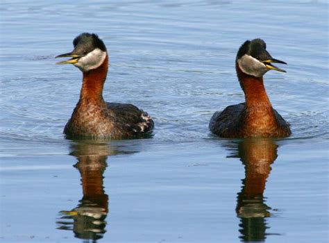 Red-necked Grebe - Podiceps grisegena | Wildlife Journal Junior