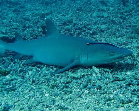 Whitetip reef shark - Facts, Diet, Habitat & Pictures on Animalia.bio