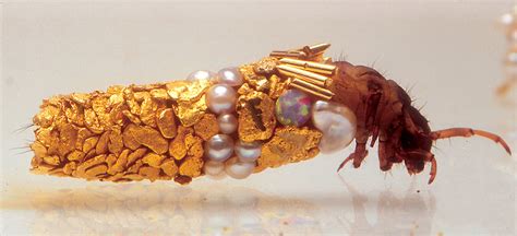 Caddisfly Larvae Jewelry