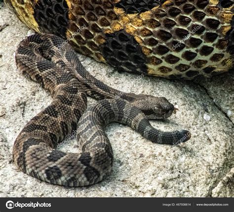 Baby Timber Rattlesnake Identification