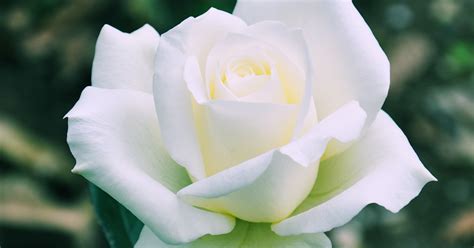 BANCO DE IMÁGENES GRATIS: Hermosa rosa blanca - Beautiful white rose - Rose blanche