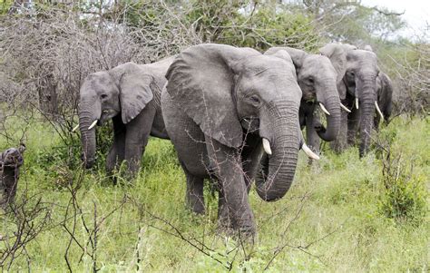 Elephant herd | Elephant, Herding, Animals